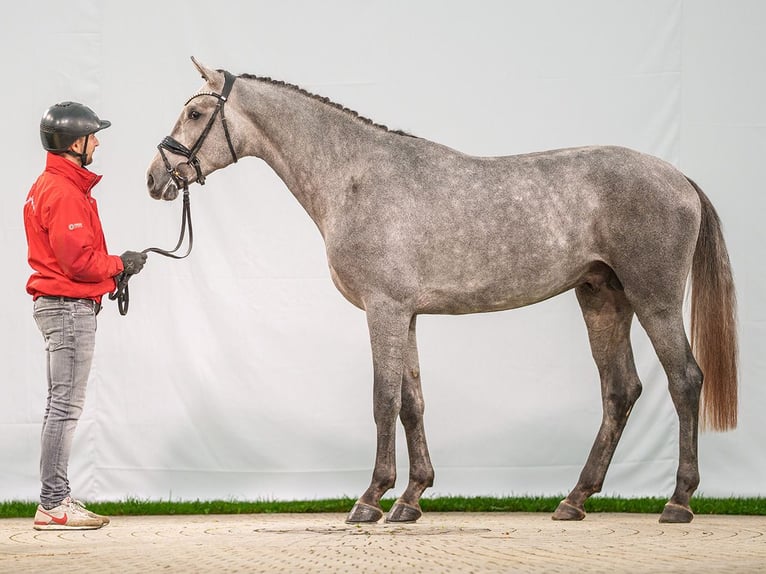 Holstein Stallion 2 years Gray in Münster-Handorf