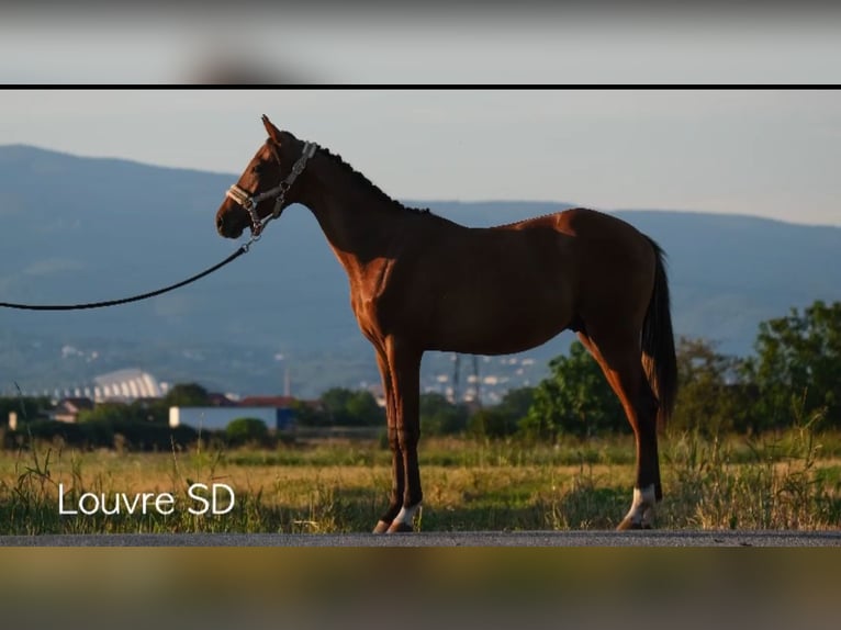 Holstein Mix Stallion 2 years in Zagreb