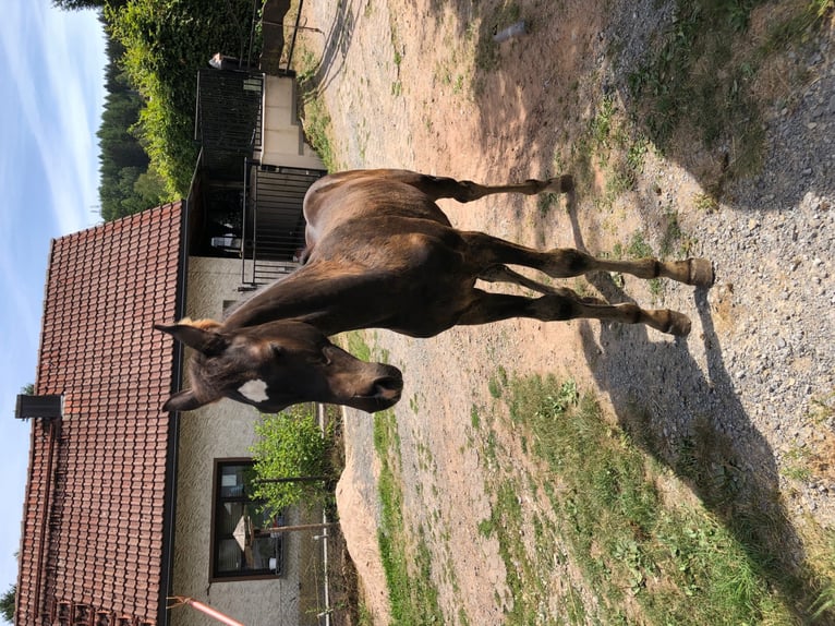 Holstein Stallion 2 years in Suhl