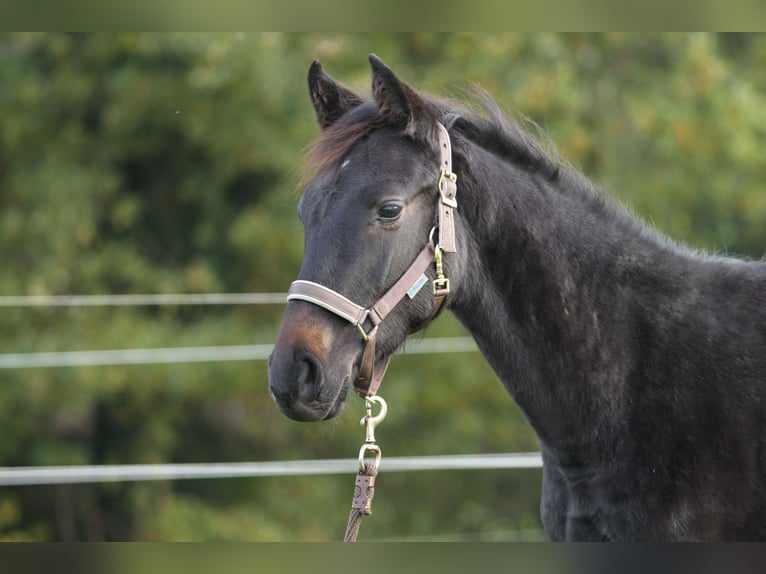 Holstein Stallion 2 years Smoky-Black in Grasberg