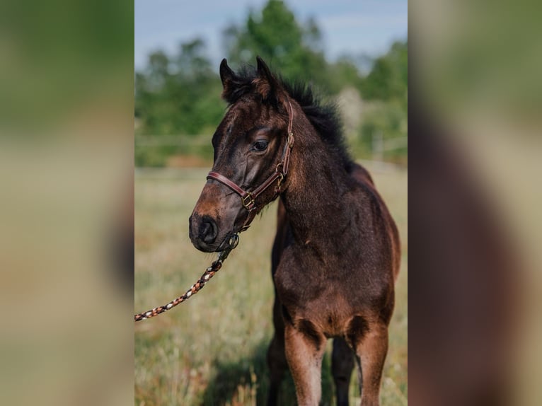 Holstein Stallion 2 years Smoky-Black in Grasberg