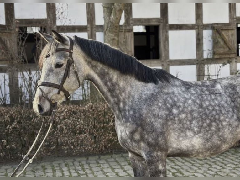 Holstein Mix Stallion 3 years 14.2 hh Grey-Dapple in Bad Ragaz