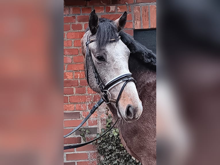 Holstein Stallion 3 years 15,2 hh Gray-Dapple in Verden (Aller)Verden Walle