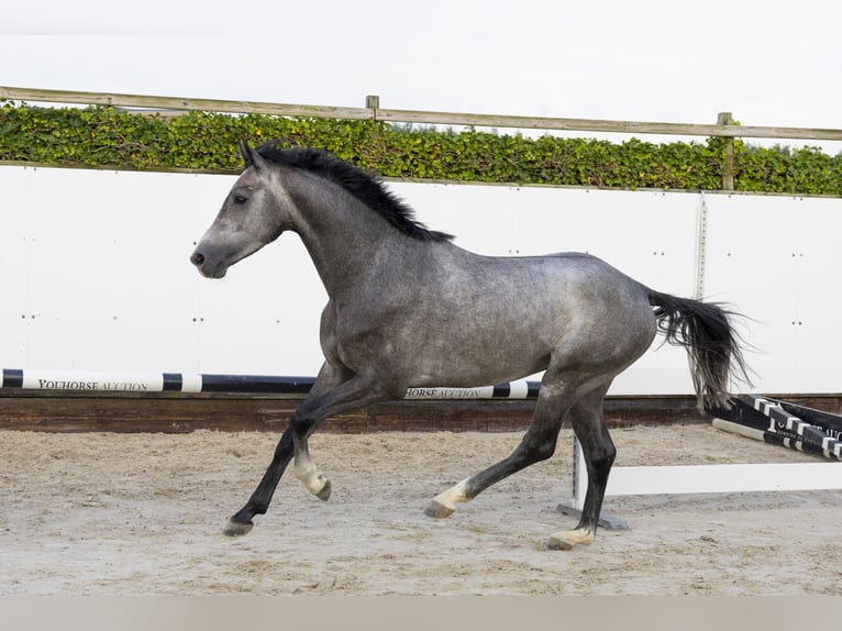 Holstein Stallion 3 years 15,2 hh Gray in Waddinxveen