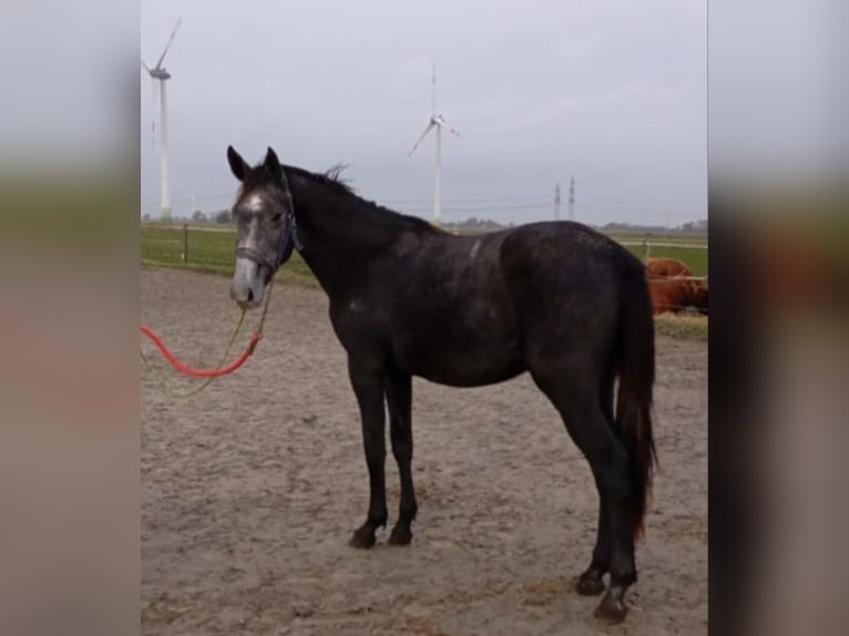Holstein Stallion 3 years 15,2 hh Gray in Wewelsfleth