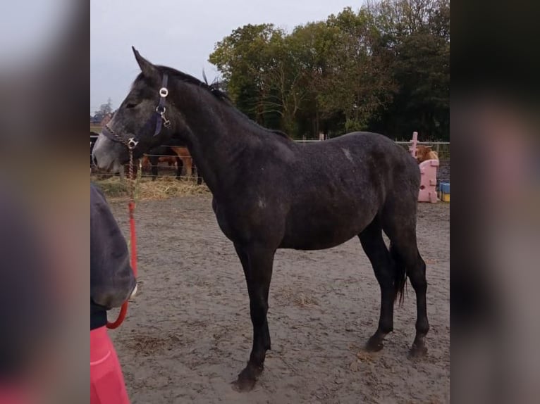 Holstein Stallion 3 years 15,2 hh Gray in Wewelsfleth