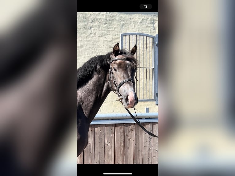 Holstein Stallion 3 years 16,1 hh Gray-Dark-Tan in Selk