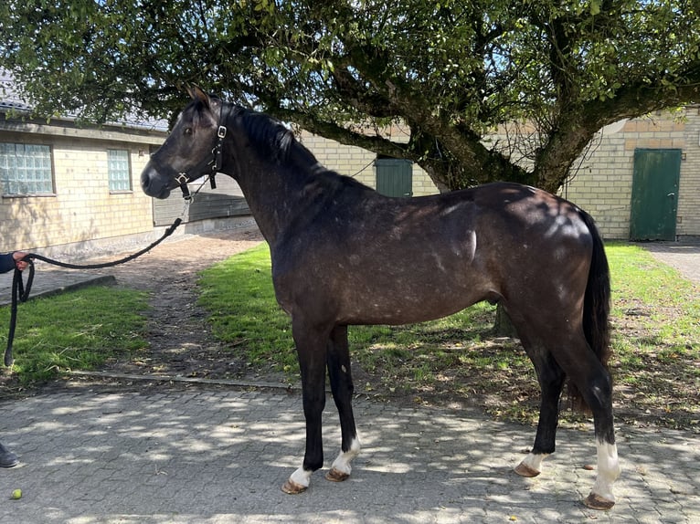 Holstein Stallion 3 years 16,1 hh Gray-Dark-Tan in Selk