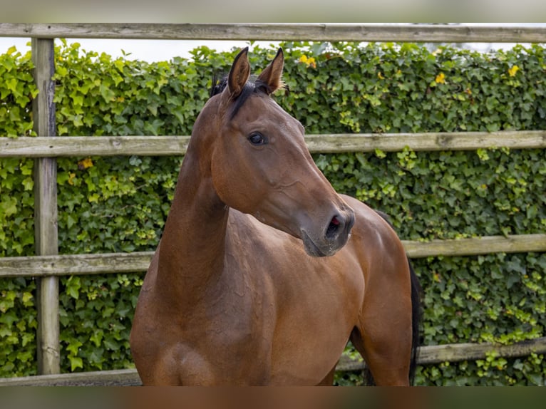 Holstein Stallion 3 years 16,2 hh Brown in Waddinxveen