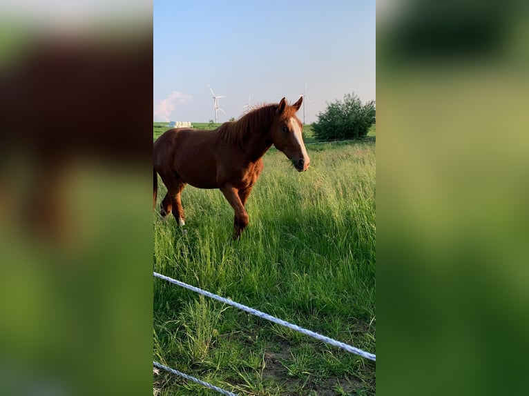 Holstein Stallion 3 years 16,2 hh Chestnut-Red in Titz