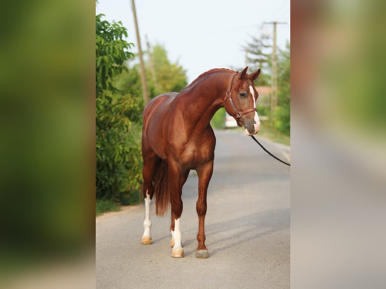 Holstein Stallion 3 years 16,2 hh in Budapest