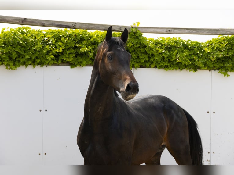 Holstein Stallion 3 years 16 hh Bay-Dark in Waddinxveen