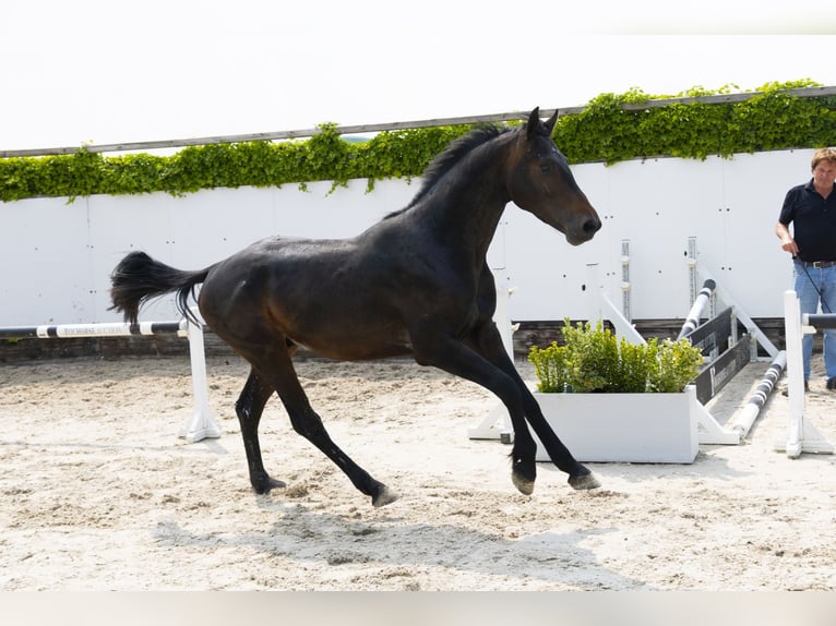 Holstein Stallion 3 years 16 hh Bay-Dark in Waddinxveen