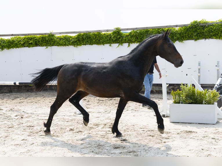 Holstein Stallion 3 years 16 hh Bay-Dark in Waddinxveen