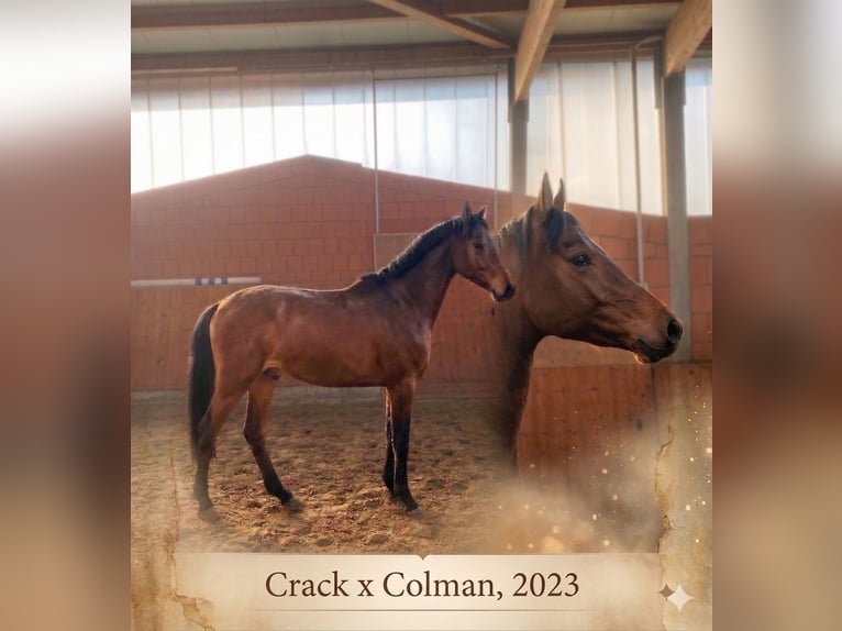 Holstein Stallion 3 years 16 hh Brown in Bargenstedt