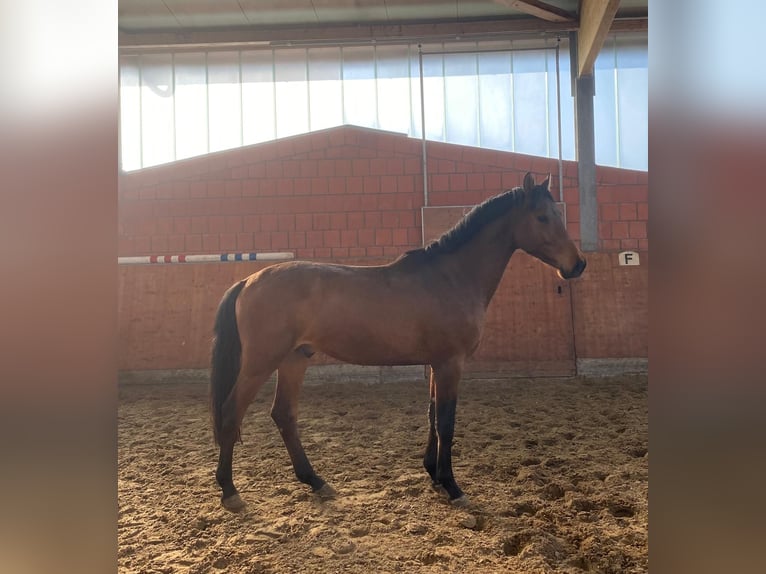 Holstein Stallion 3 years 16 hh Brown in Bargenstedt