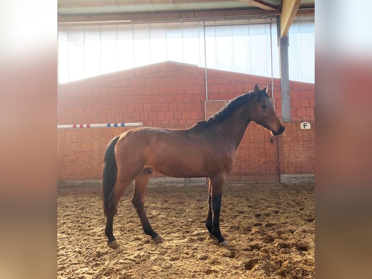 Holstein Stallion 3 years 16 hh Brown in Bargenstedt