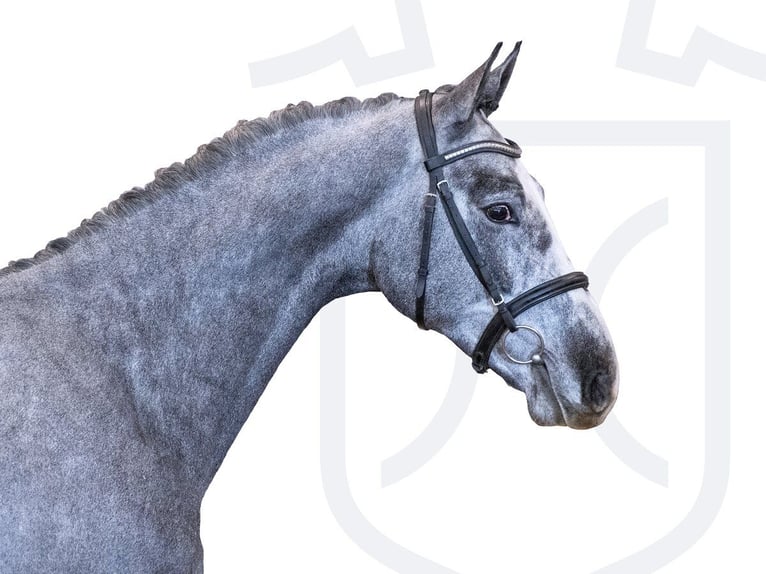 Holstein Stallion 3 years 16 hh Gray in Klein Nordende