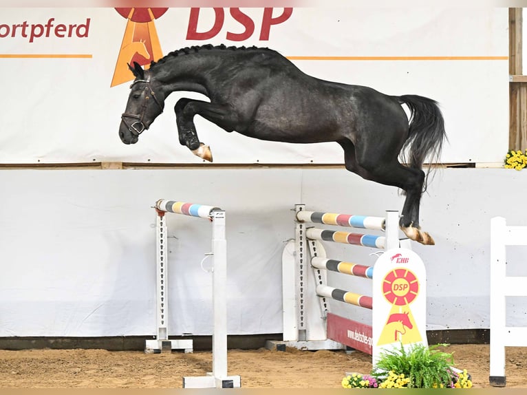 Holstein Stallion 3 years 16 hh Grey in Gomadingen