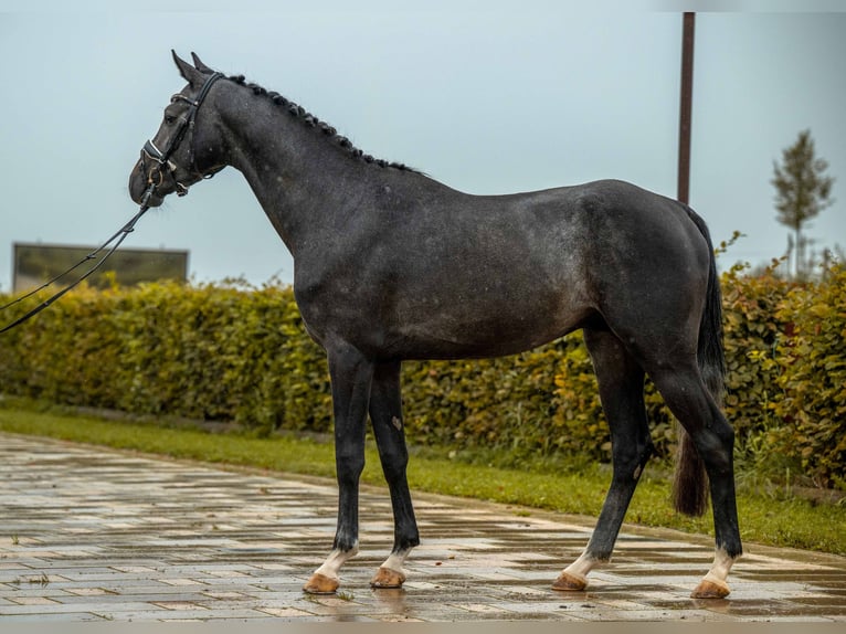 Holstein Stallion 3 years 16 hh Grey in Gomadingen