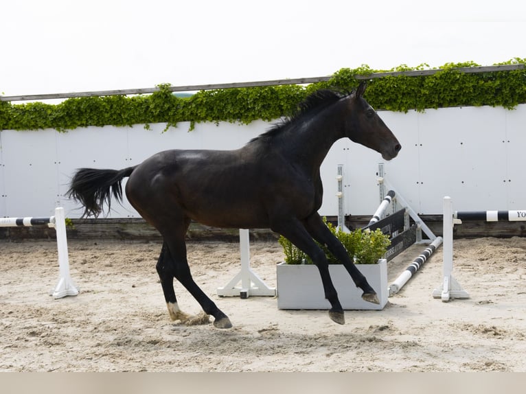 Holstein Stallion 3 years 16 hh Smoky-Black in Waddinxveen