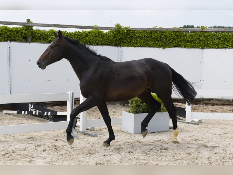 Holstein Stallion 3 years 16 hh Smoky-Black in Waddinxveen