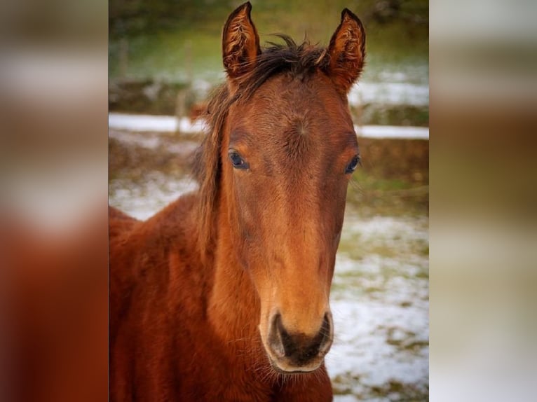 Holstein Stallion 3 years 16,1 hh Brown in L&#x27;H&#xF4;pital-Saint-Lieffroy