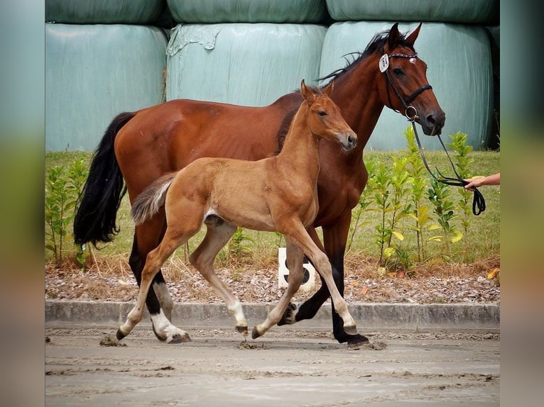 Holstein Stallion 3 years 16,1 hh Brown in L&#x27;H&#xF4;pital-Saint-Lieffroy
