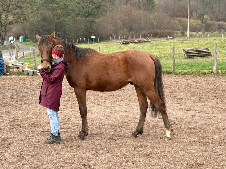 Holstein Stallion 3 years 16,1 hh Brown in L&#x27;H&#xF4;pital-Saint-Lieffroy