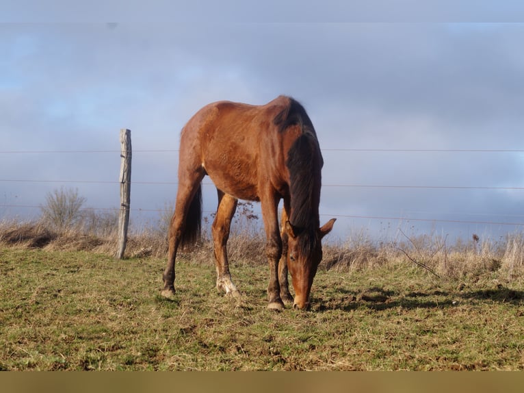 Holstein Stallion 3 years 16,1 hh Brown in L&#x27;H&#xF4;pital-Saint-Lieffroy