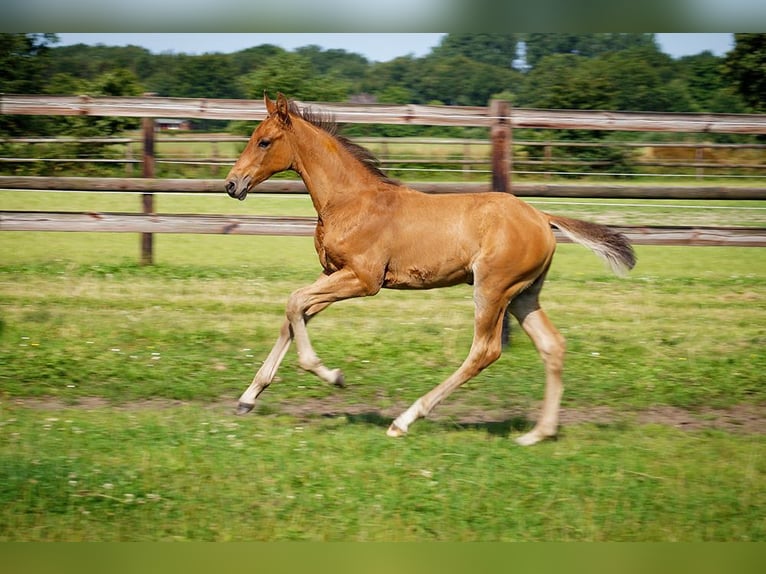 Holstein Stallion 3 years 16,1 hh Brown in L&#x27;H&#xF4;pital-Saint-Lieffroy