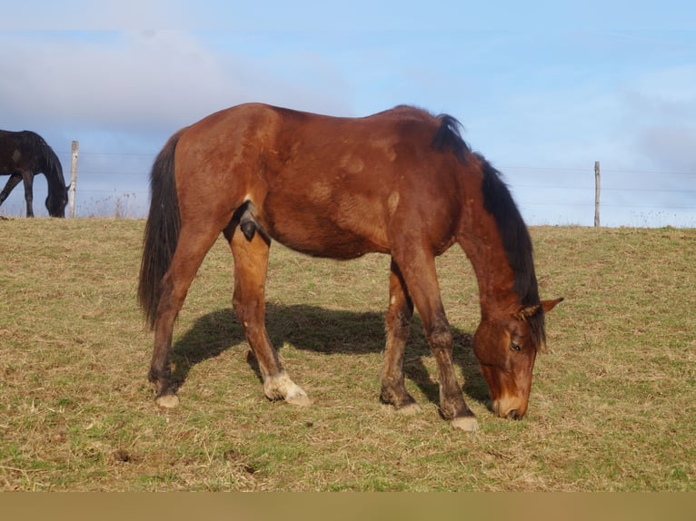 Holstein Stallion 3 years 16,1 hh Brown in L&#x27;H&#xF4;pital-Saint-Lieffroy