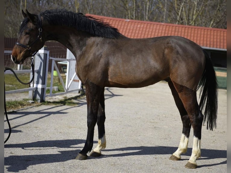 Holstein Stallion 3 years 16,2 hh Brown in Murska Soboda