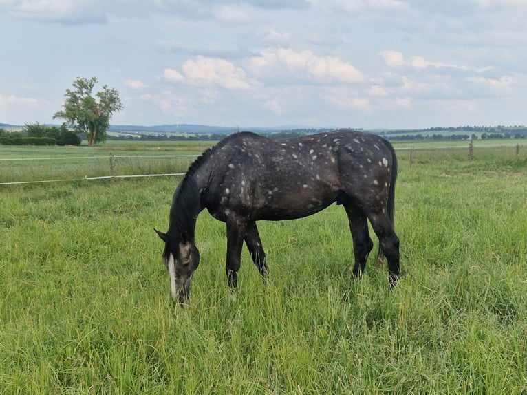 Holstein Stallion 3 years 16,2 hh Gray in Runkel Holstein Stallion 3 years 16,2 hh Gray in Runkel