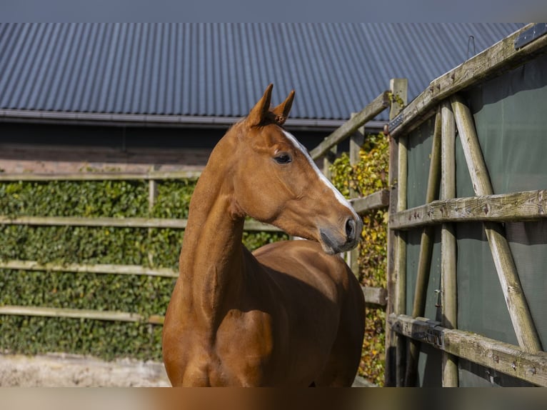Holstein Stallion 3 years 16,2 hh  in Waddinxveen