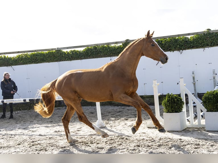 Holstein Stallion 3 years 16,2 hh  in Waddinxveen