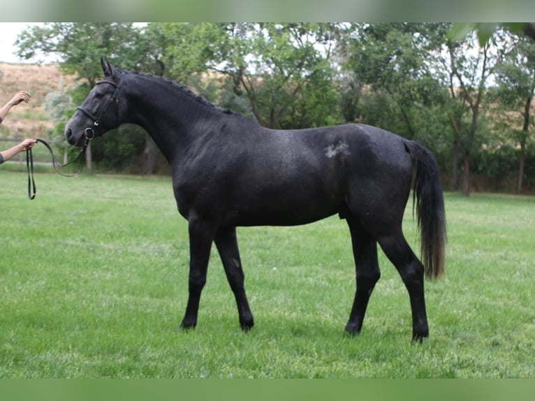 Holstein Stallion 3 years 16,3 hh Grey in Bekes Holstein Stallion 3 years 16,3 hh Grey in Bekes