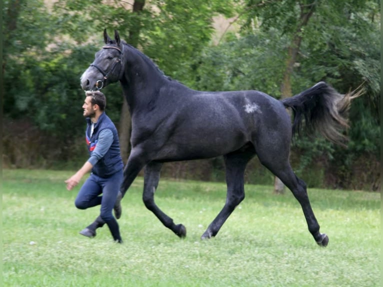 Holstein Stallion 3 years 16,3 hh Grey in Bekes Holstein Stallion 3 years 16,3 hh Grey in Bekes