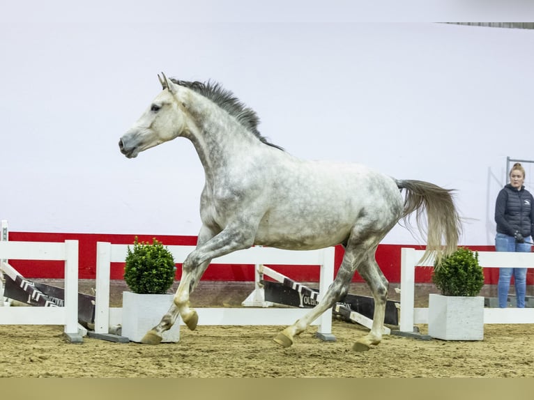 Holstein Stallion 3 years 17,1 hh Can be white in Waddinxveen