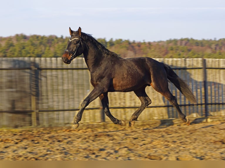 Holstein Stallion 3 years 17 hh Bay-Dark in Kotów