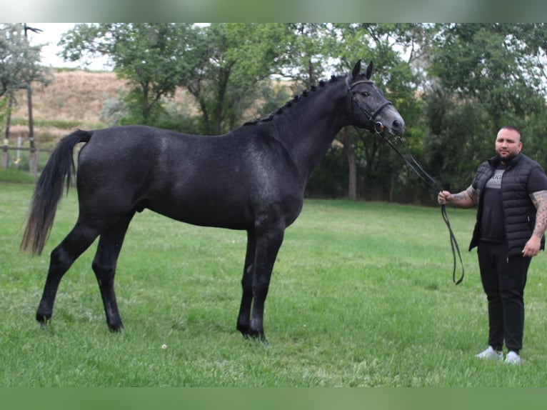 Holstein Stallion 3 years 17 hh Grey in Bekescsaba