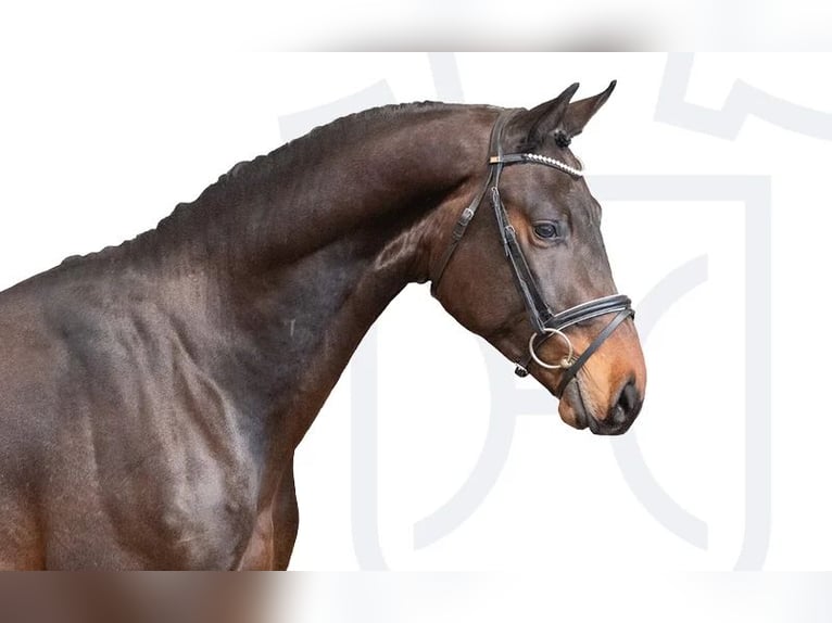 Holstein Stallion 3 years Brown in Elmshorn