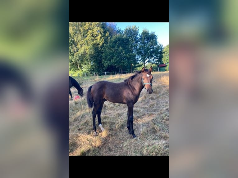 Holstein Stallion 3 years Brown in Windeby