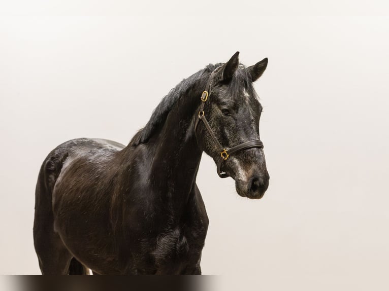 Holstein Stallion 3 years Can be white in Waddinxveen