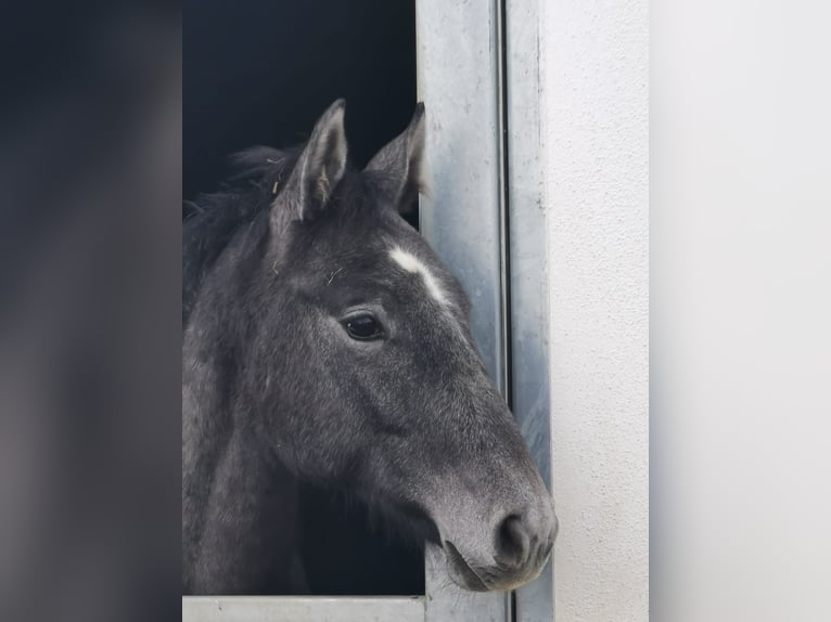 Holstein Stallion 3 years Grey in Nienhagen