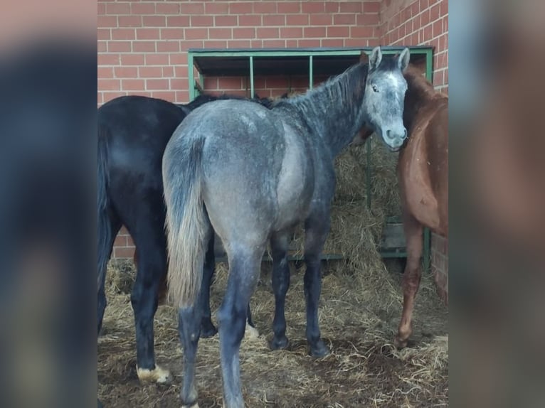 Holstein Stallion 3 years Grey in Nienhagen