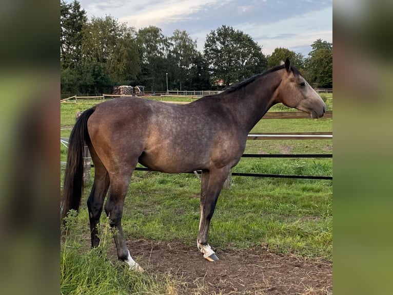 Holstein Stallion 4 years 15,2 hh Gray-Dapple in Verden (Aller)Verden Walle