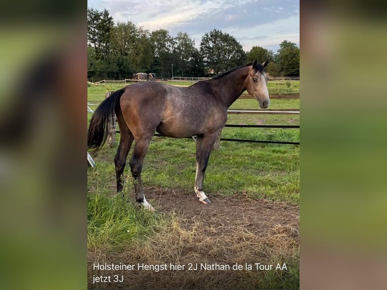 Holstein Stallion 4 years 15,2 hh Gray-Dapple in Verden (Aller)Verden Walle