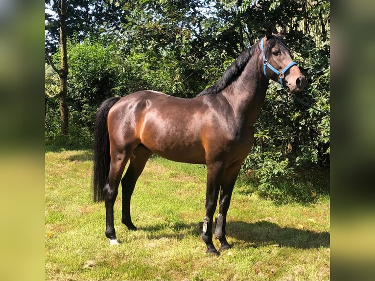 Holstein Stallion 4 years 16,1 hh Bay-Dark in Heidgraben