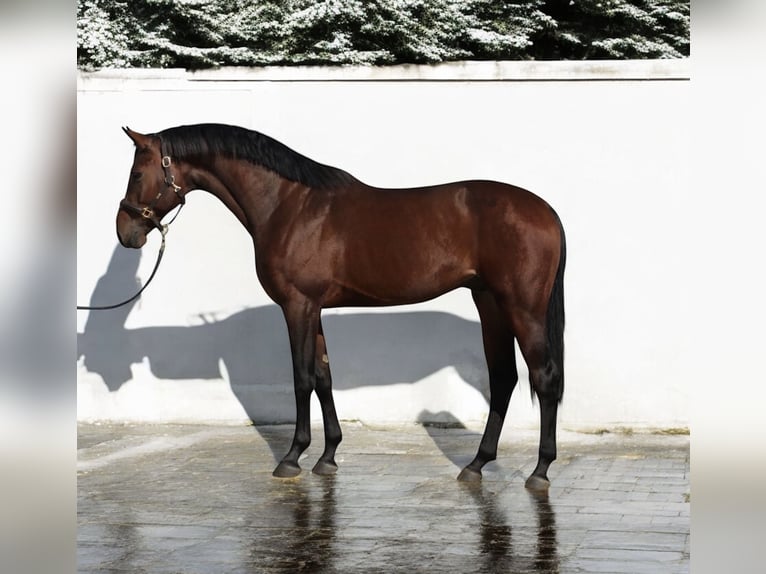 Holstein Stallion 4 years 16,1 hh Bay in Kroatisch Minihof / Mjenovo